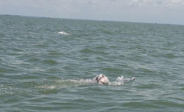 海豚妈妈驮死亡宝贝回家 世界奇闻